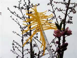 CINCH Blossom Thinning Tool - Grafting Systems